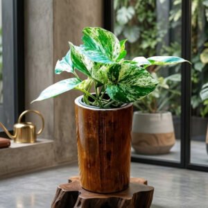 Planters